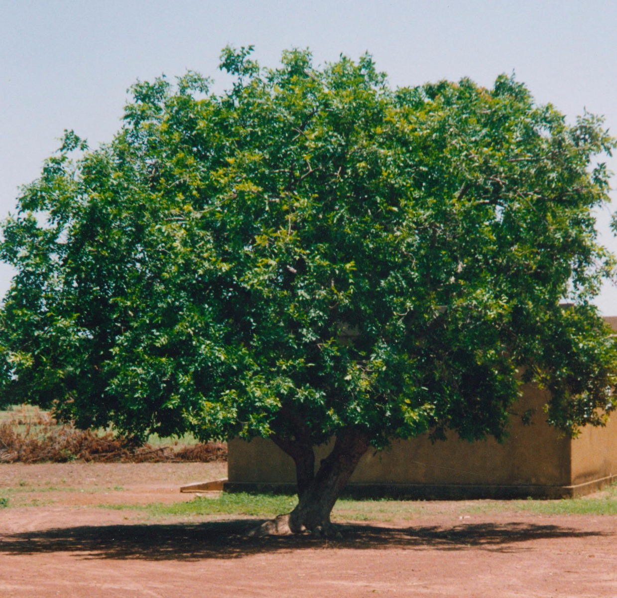 L’arbre à karité